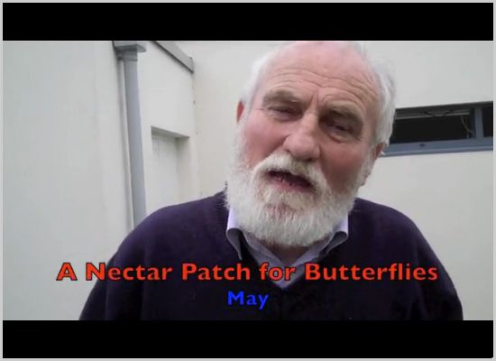A Nectar Patch for Butterflies