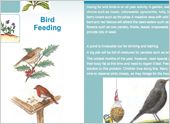 Bird Feeding During the Winter