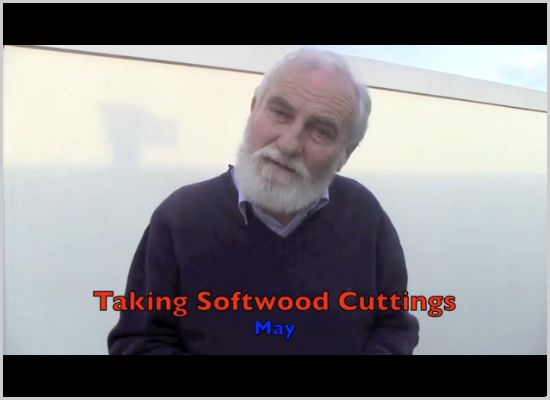 Taking softwood cuttings