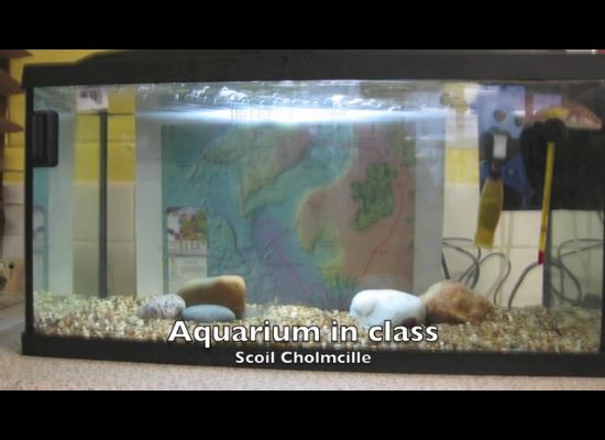 Setting up an aquarium